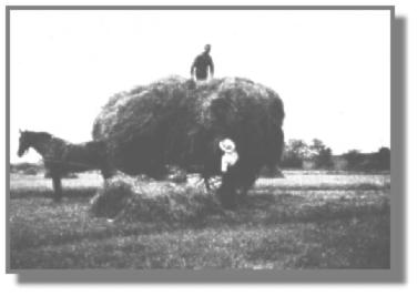 Die verschiedenen Heuhaufen von den Stcken, die nicht maschinell bearbeitet werden konn-ten, wurden anschlieend mit dem Pferdewagen eingesammelt. Die Stute erlitt 1945 bei den Kmpfen um Leer tdliche Verletzungen. Beene steckt auf, und Gerd packt.