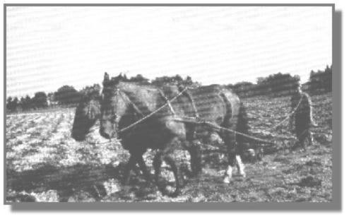 Das eine Pferd lief in der Furche, das andere auf dem Acker. Pflgen mit einem Gespann war fr den 18jhrigen Hermann Helmers in Ubbehausen eine gewohnt schwere Arbeit.