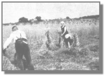 Am Bargkamp in Langholt sichtet Meinhard Meyer seinen Roggen, whrend Herbert Boddenberg, das Ferienkind, mit seiner Mutter und Hanni die Garben binden und aufstellen. "Striek-Iser" ist das Bgeleisen, und der "Strikk" oder "Streek" ist das gesandete Stck Holz, mit dem die Sense oder Sichte geschrft wird, und welche dann in den Hosenbund gesteckt wird.