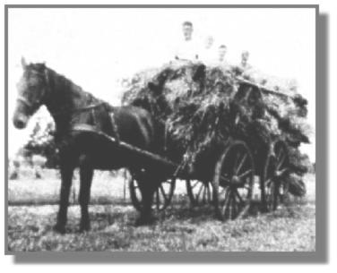 Das Pferd "Fritz" mute nicht nur den schweren Leiterwagen mit den vielen Roggengarben ziehen, sondern auch noch die drei Ferienkinder, die 1936 bei Meyers wohnten.