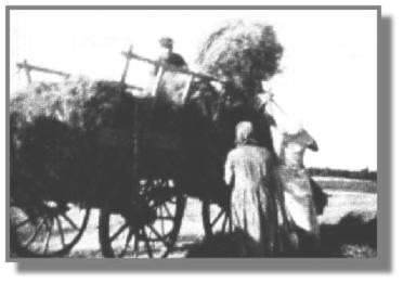 Hanni und ihre Mutter Auguste "stecken auf", whrend Vater Meinhard Meyer die Garben so auf den Leiterwagen packt, da mglichst viele draufgehen.