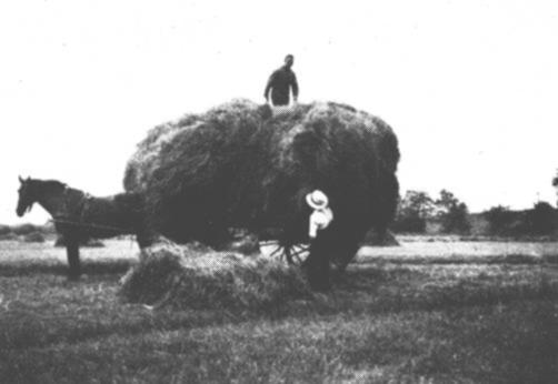 Die verschiedenen Heuhaufen von den Stcken, die nicht maschinell bearbeitet werden konn-ten, wurden anschlieend mit dem Pferdewagen eingesammelt. Die Stute erlitt 1945 bei den Kmpfen um Leer tdliche Verletzungen. Beene steckt auf, und Gerd packt.