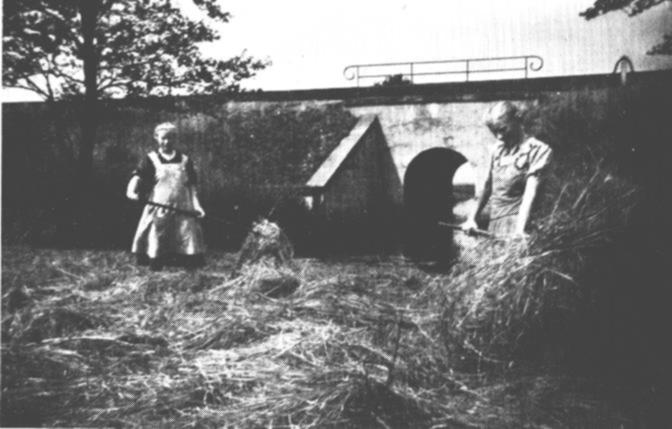 Die Schwestern Talkea (links) und Elisabeth schtten mit ihren Heuforken das noch nicht trockene Gras. Im Hintergrund erkennt der Betrachter den "Tochschlot", der unter dem Eisenbahndamm hindurch zum Esklumer Siel fliet.