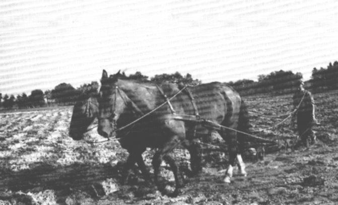 Das eine Pferd lief in der Furche, das andere auf dem Acker. Pflgen mit einem Gespann war fr den 18jhrigen Hermann Helmers in Ubbehausen eine gewohnt schwere Arbeit.