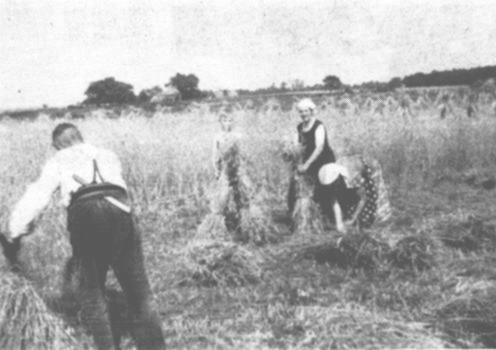 Am Bargkamp in Langholt sichtet Meinhard Meyer seinen Roggen, whrend Herbert Boddenberg, das Ferienkind, mit seiner Mutter und Hanni die Garben binden und aufstellen. "Striek-Iser" ist das Bgeleisen, und der "Strikk" oder "Streek" ist das gesandete Stck Holz, mit dem die Sense oder Sichte geschrft wird, und welche dann in den Hosenbund gesteckt wird.