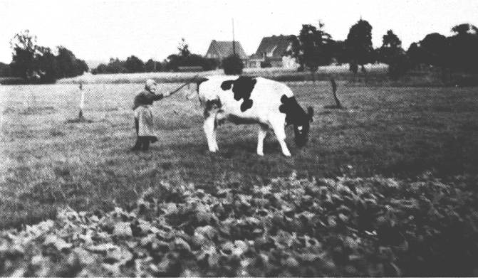 Trotz ihrer 80 Jahre lt es sich Engelina Kramer nicht nehmen, selbst die Kuh zum Haus in Rhaudermoor zu treiben.