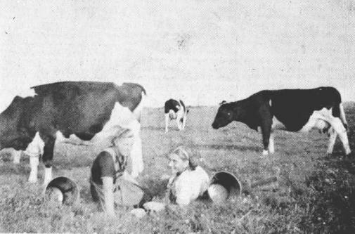 Bevor Angela und Hermine aus Growolde an die Arbeit gehen, posieren sie im Gras liegend fr die Kamera. Frher gab es die "holten Emmers", innen rot und auen grn gestrichen. Drei schwarzgelackte Eisenbnder hielten die Holzbretter zusammen. Die verzinkten "Ketelemmers" sind blitzeblank geschrubbt, deshalb haben die Mdchen sie so demonstrativ hingelegt.