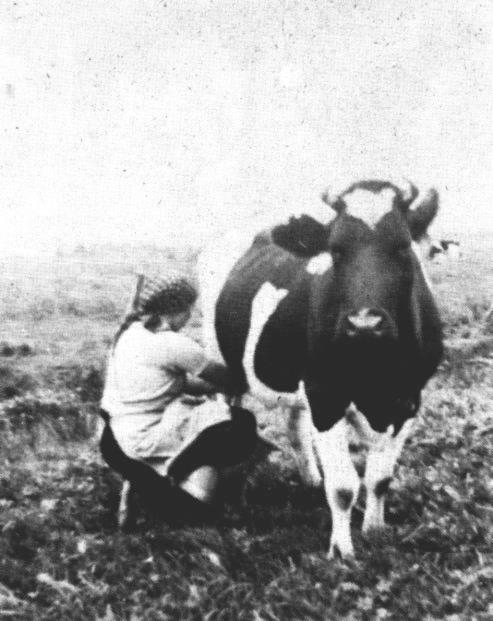 Die alte Lotte von der 1. Sdwieke mit den krummen Hrnern und dem schnen Herz auf der Stirn. Es gab einbeinige und auch dreibeinige Melkschemel.