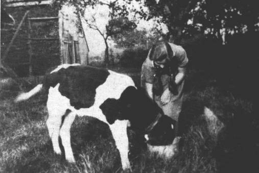 Das Klbchen trippelt von einem Bein aufs andere. Das wedelnde Schwnzchen zeigt an, wie lecker die Magermilch schmeckt. - Schick war sie, die Hanni, in ihrem braunen, selbstgestrickten Kleid. Eine bergroe Schrze schtzte sie vor den sabbernden Lefzen des Klbchens, wenn es nach "mehr" suchte. Wieviel Mhe haben die Mdchen sich frher beim Flechten ihrer Haare gegeben! Auch wenn es nur eben auf die Klberweide ging, so merkt jeder doch, wie wichtig diese Ttigkeit auf einem Bauernhof war.