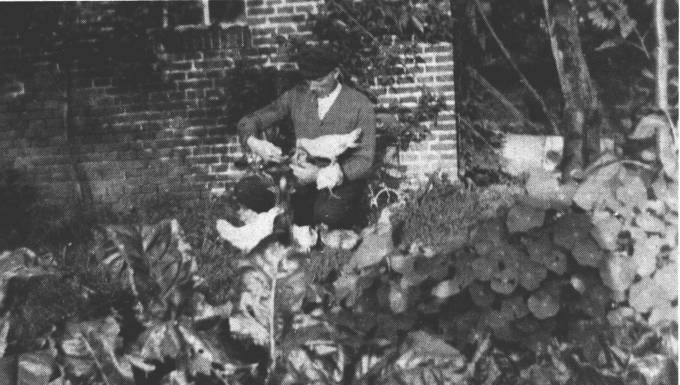 Ein Bild wie aus einer anderen Welt: Schmiedemeister Johann Brunsema fttert seine schon recht groen Kken aus der Hand. So zahm sind die zuknftigen Legehhner nur selten.