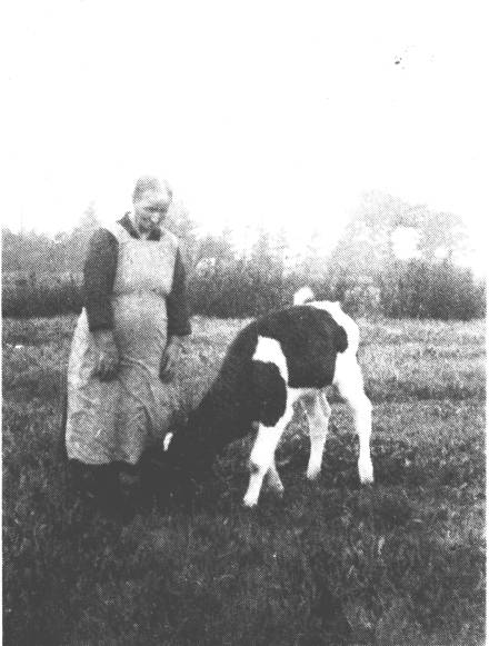 Das Fttern der Klber war Frauensache, ganz gleich, ob auf dem Fehn oder auf dem Dorf. Oma Antje Schmidt vom Osterhrn bei Rhaude hat Jahr fr Jahr die Klber getrnkt und oft genug ein Stck Brot in die Magermilch gebrselt.