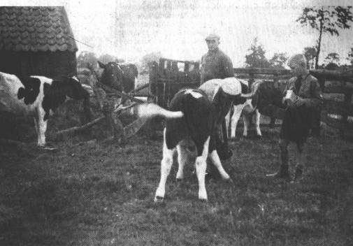 Wild schlgt das Schwnzchen des Klbchens hin und her. Die Milch im Eimer wird gierig getrunken. Hinter Hanni steht Hans Nitzwitz, der bei Meiers half, sowie das Ferienkind Herbert Boodenberg aus Hilten.