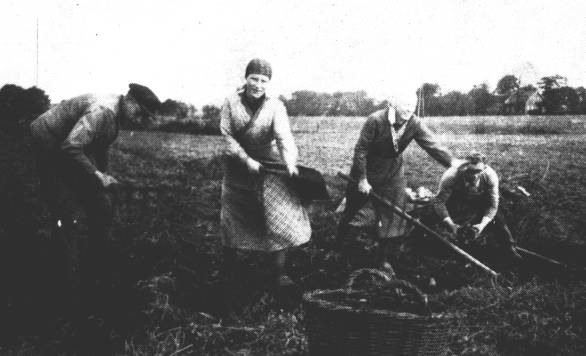 Kartoffelernte in Folmhusen, etwa hinter der ehemaligen Baumschule Steinmeyer. Im Hintergrund schwach erkennbar das Breinermoorer Hochmoor, das sich bis Wilderfang und Idehrn hinzog.