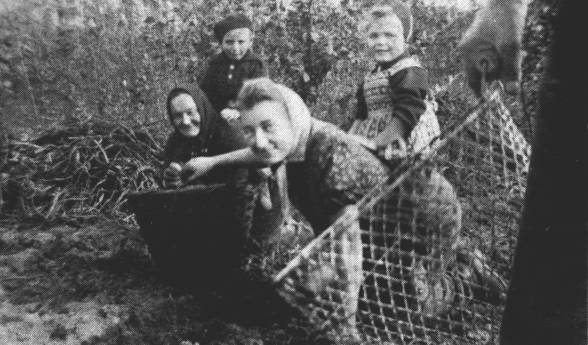 Der Weidenkorb wurde schon 1943 abgelst von dem leichteren Drahtkorb. Dieser Kartoffelacker befand sich an der Langholter Strae. Im Hintergrund die Baumschule von Meyers, die sich etwa da befand, wo Tiedeckens Wohnhaus steht.