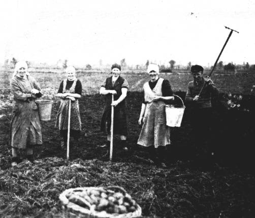 Trotz schwerer Arbeit frhliche Gesichter: Johanne Bu, Johanne Kramer, Kte Taute, Therese Bu und Hans Sanders aus Holterfehn haben in Handarbeit schon manchen Korb und manchen Eimer gefllt.