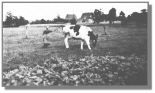 Trotz ihrer 80 Jahre lt es sich Engelina Kramer nicht nehmen, selbst die Kuh zum Haus in Rhaudermoor zu treiben.