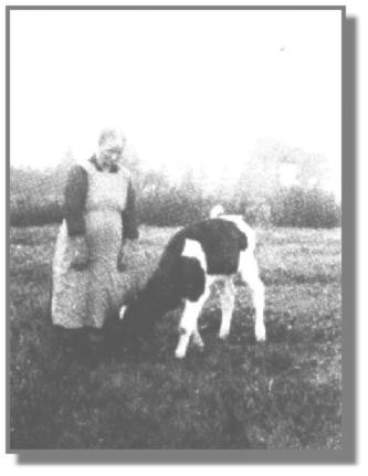 Das Fttern der Klber war Frauensache, ganz gleich, ob auf dem Fehn oder auf dem Dorf. Oma Antje Schmidt vom Osterhrn bei Rhaude hat Jahr fr Jahr die Klber getrnkt und oft genug ein Stck Brot in die Magermilch gebrselt.