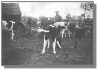 Wild schlgt das Schwnzchen des Klbchens hin und her. Die Milch im Eimer wird gierig getrunken. Hinter Hanni steht Hans Nitzwitz, der bei Meiers half, sowie das Ferienkind Herbert Boodenberg aus Hilten.