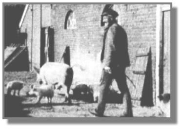Auf einem Bauernhof war der Schweinetransport wesentlich einfacher: Hier liefen die Borstenviecher selbst. Meinhard Meyer treibt die Sau mit ihren Ferkeln auf die Weide.