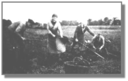 Kartoffelernte in Folmhusen, etwa hinter der ehemaligen Baumschule Steinmeyer. Im Hintergrund schwach erkennbar das Breinermoorer Hochmoor, das sich bis Wilderfang und Idehrn hinzog.