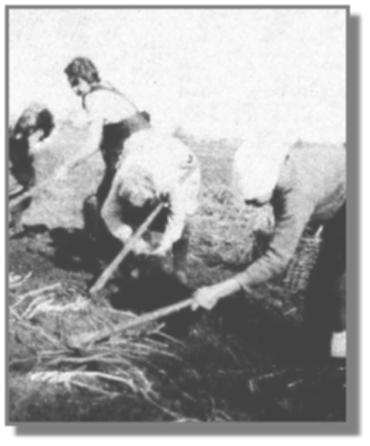 Tief gebckt suchen 1939 diese Frauen in Collinghorst nach den Erdpfeln. Rechts Sarah trecht, Frau Lange(?) und Wilhelmine trecht sowie eine Maid.